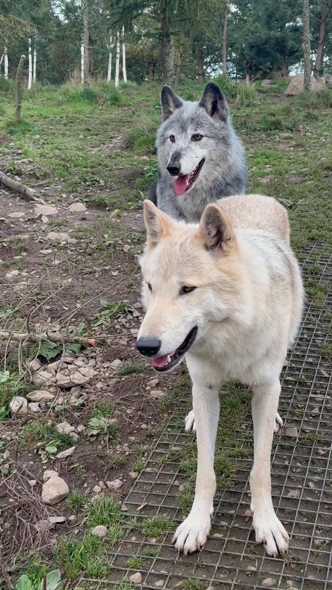 @Wolves of the Lakes