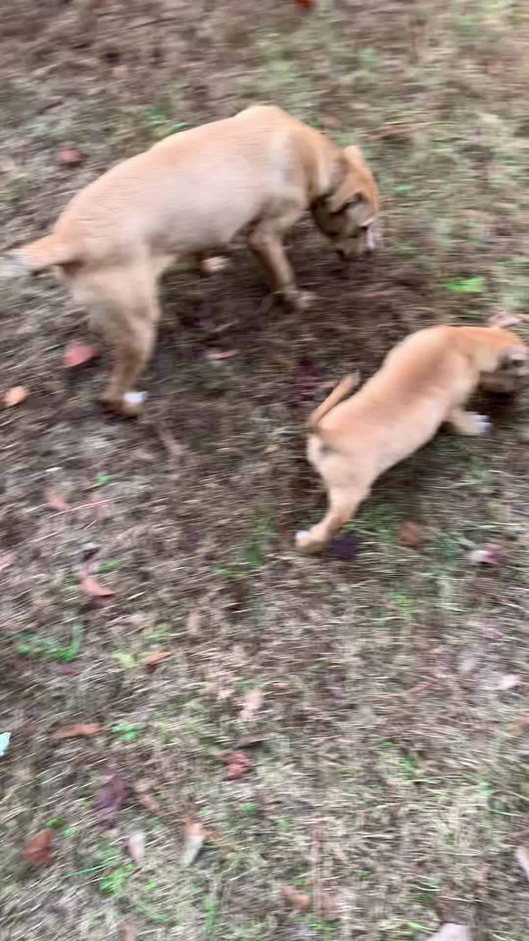 @LPKkennels