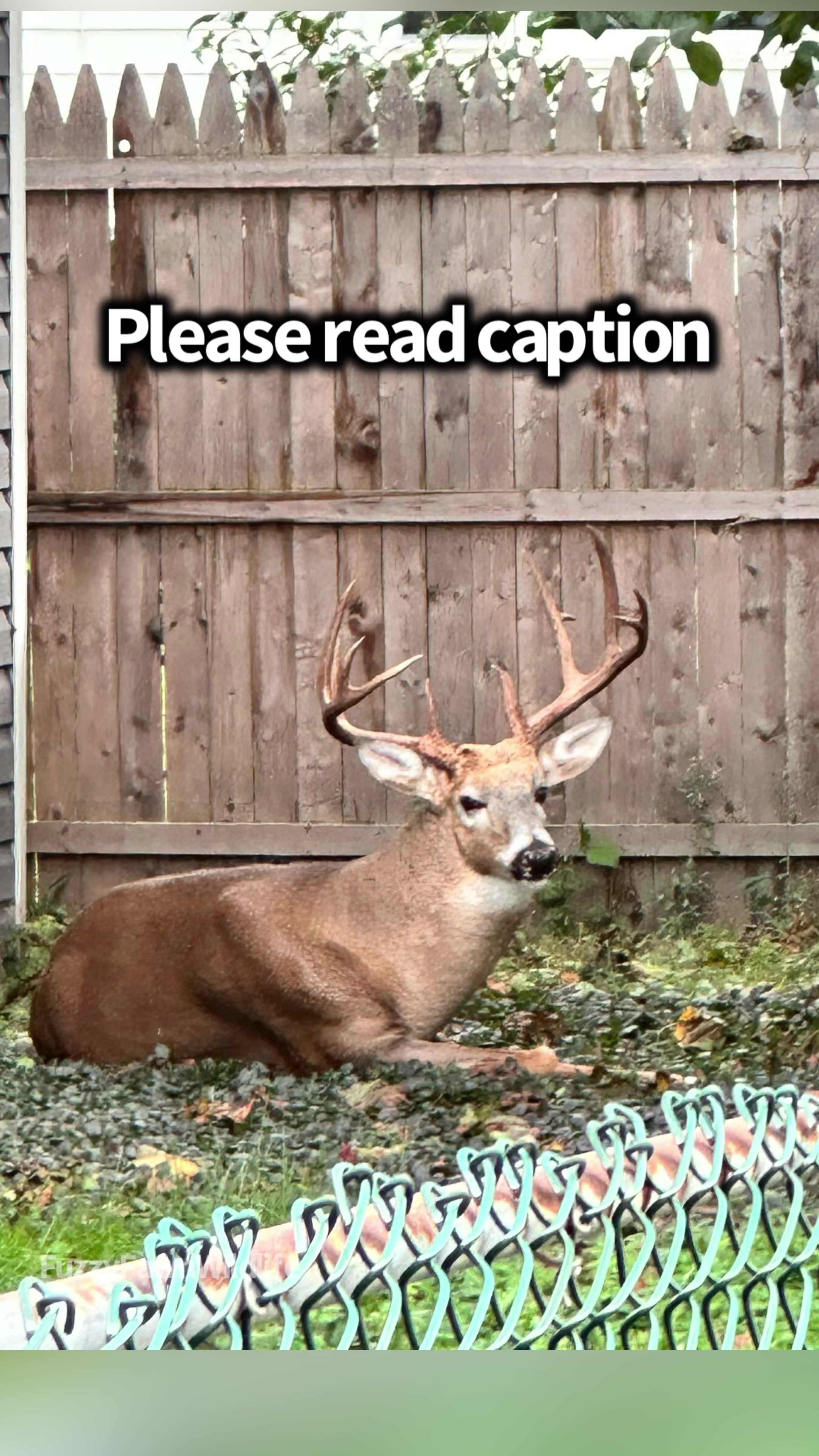 @Fuzzy Fawn Wildlife