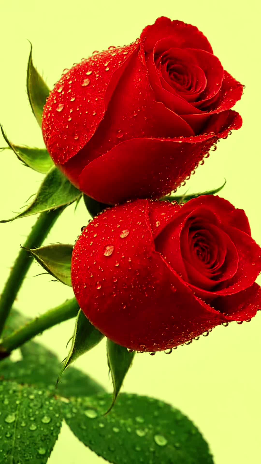 @shivani 123