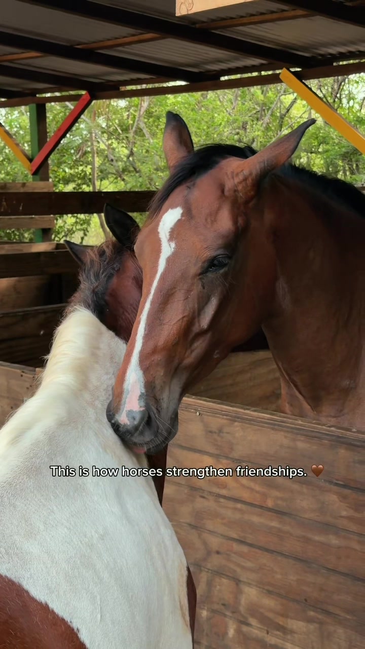 @roots_riding_stables