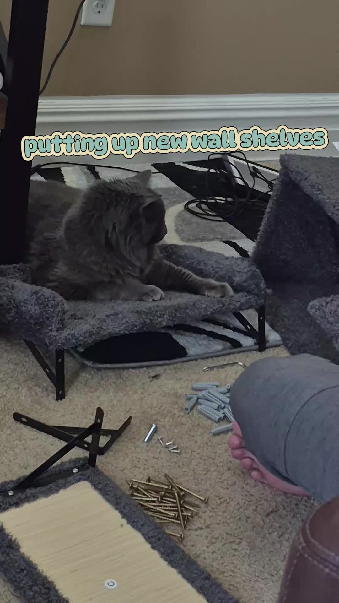 @Kittyboi
