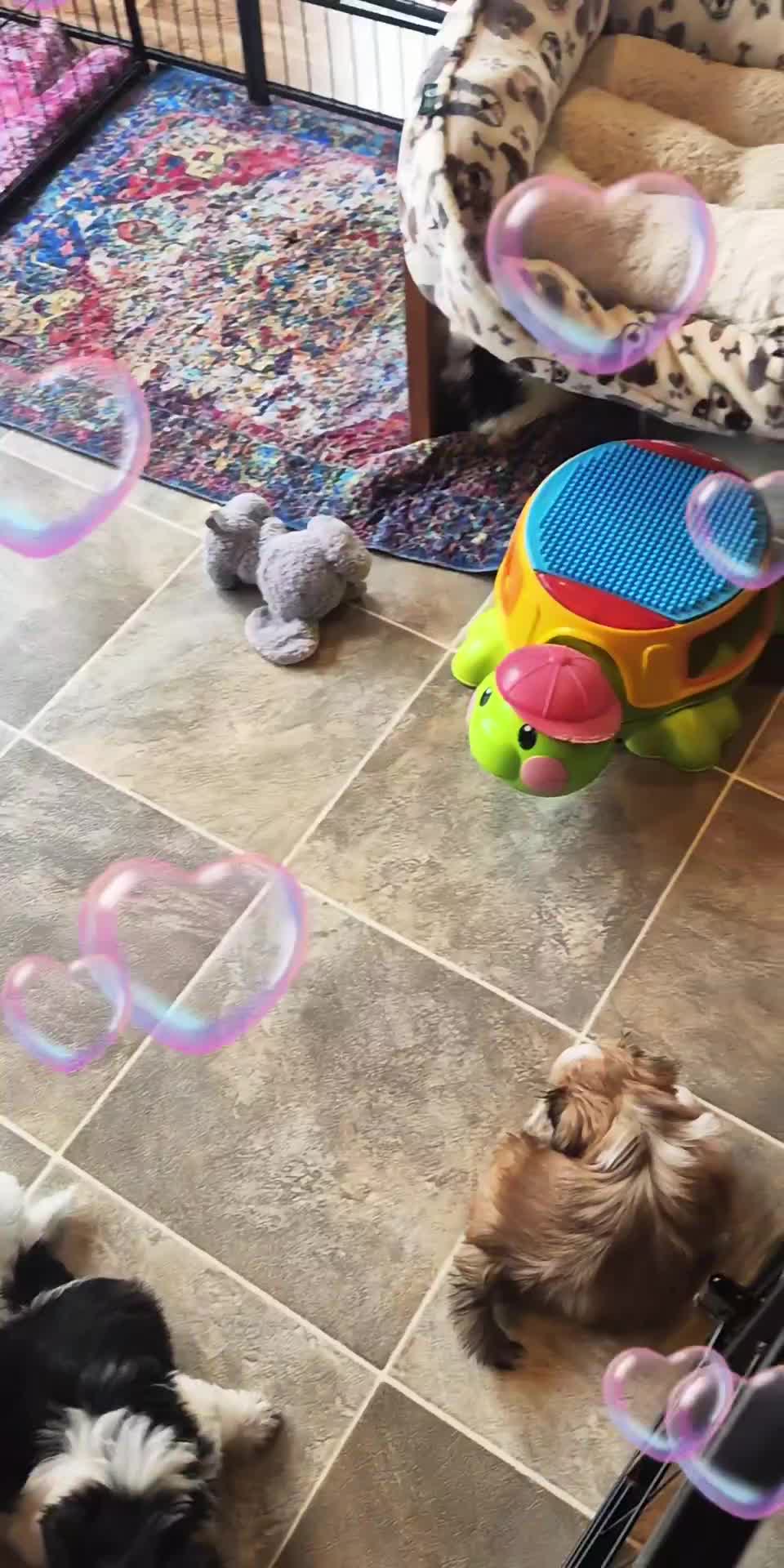 @Barb's Precious Pups