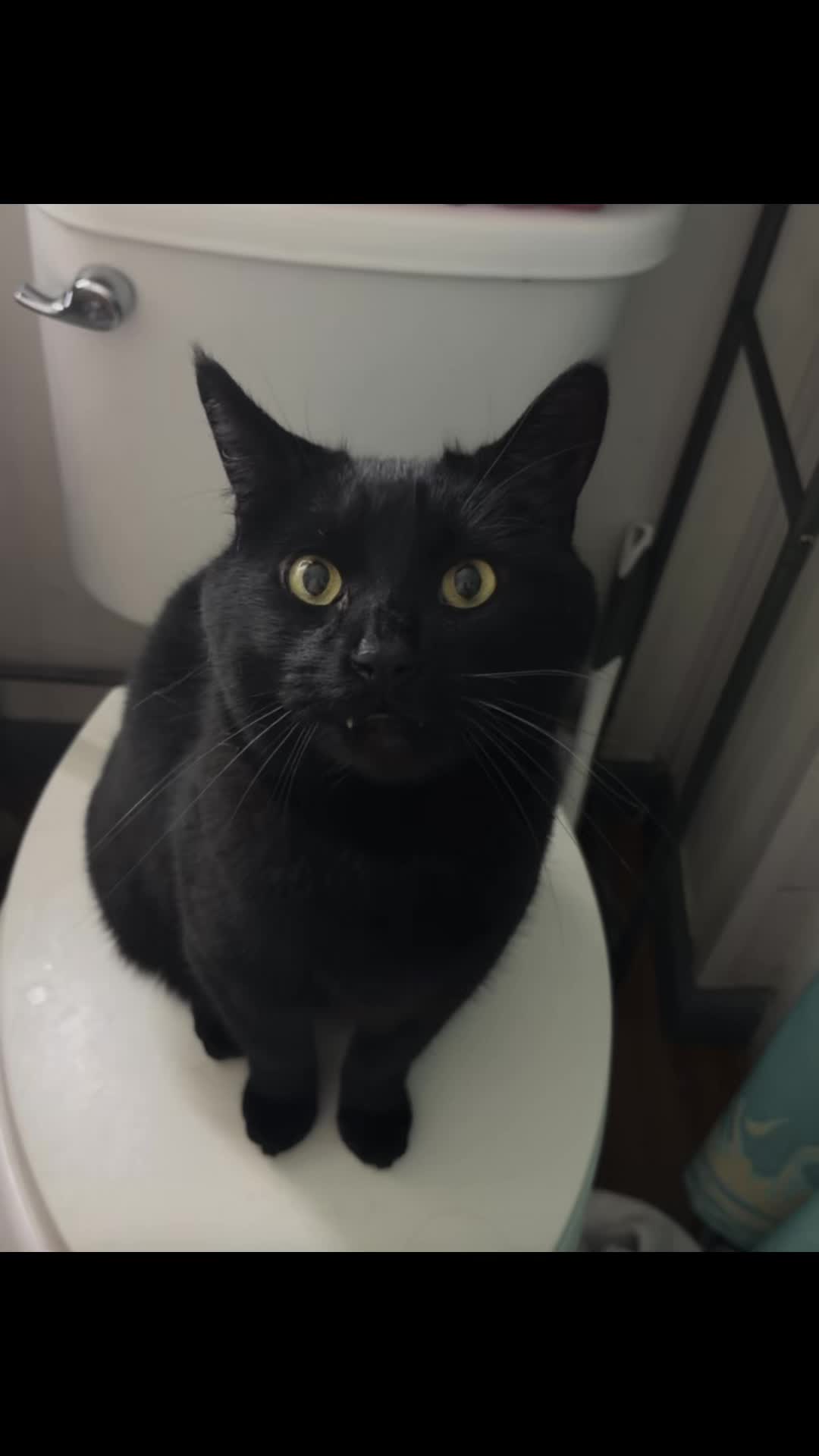 @maddih ⎕🦇🕸️ °❀⋆.ೃ࿔*:・
