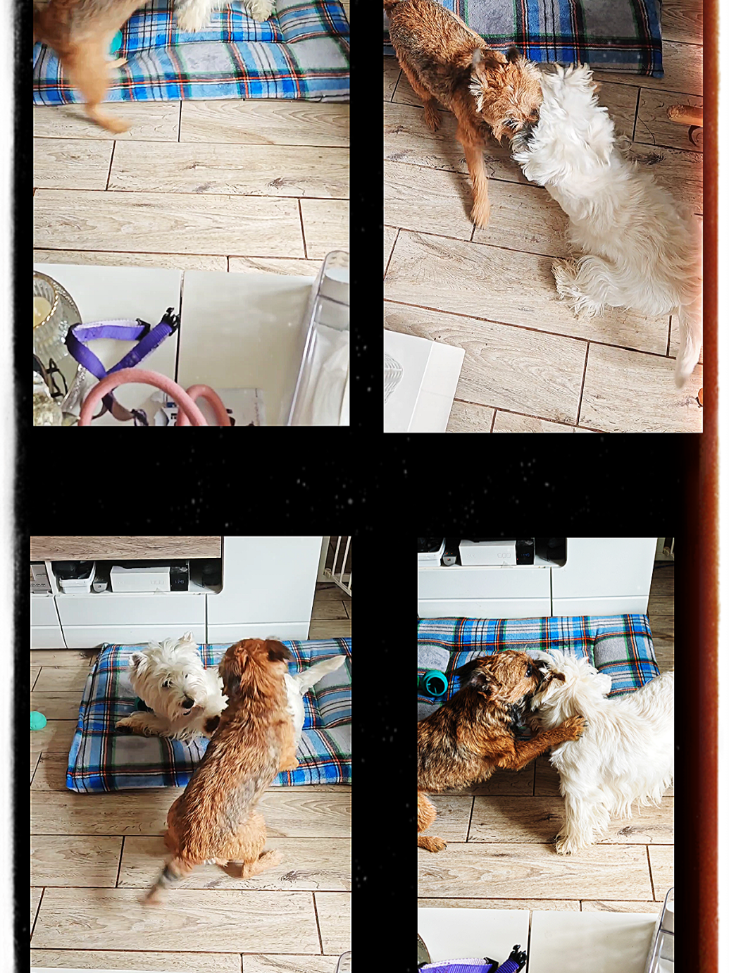 @Sugardoggy & Friends 2