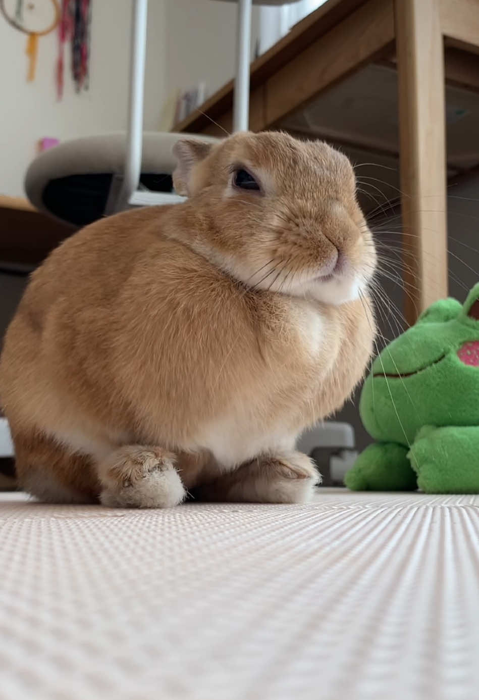 @rabbit man
