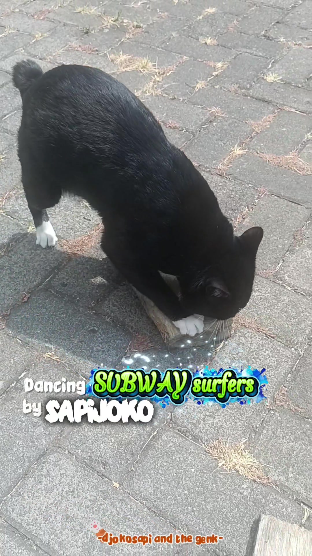 @sapijoko