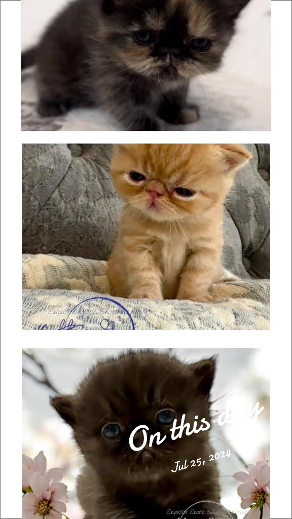 @KittyAmourCattery