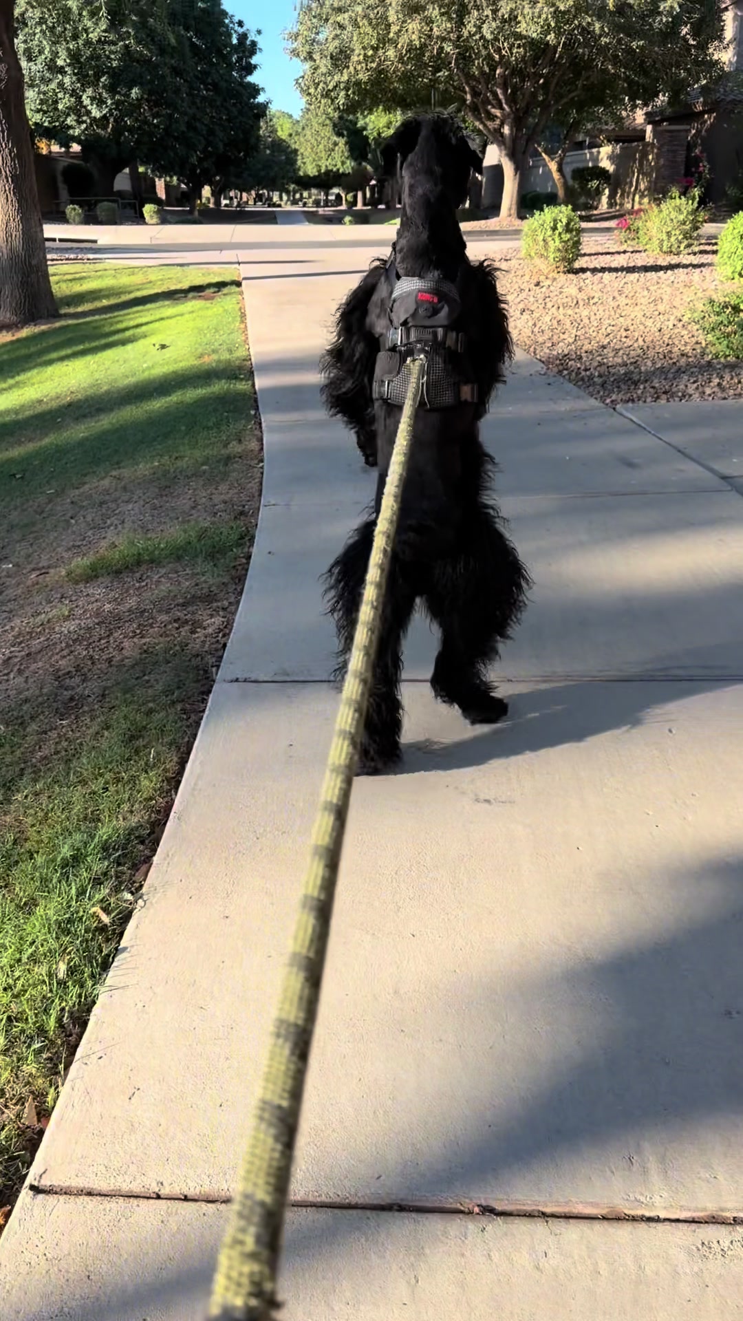 @Fiona Walks
