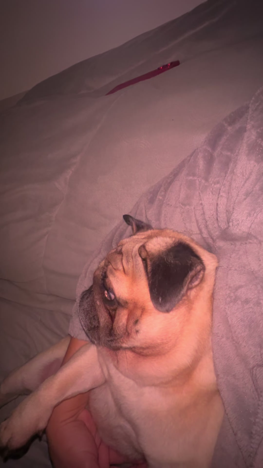 @pugSofyHarry