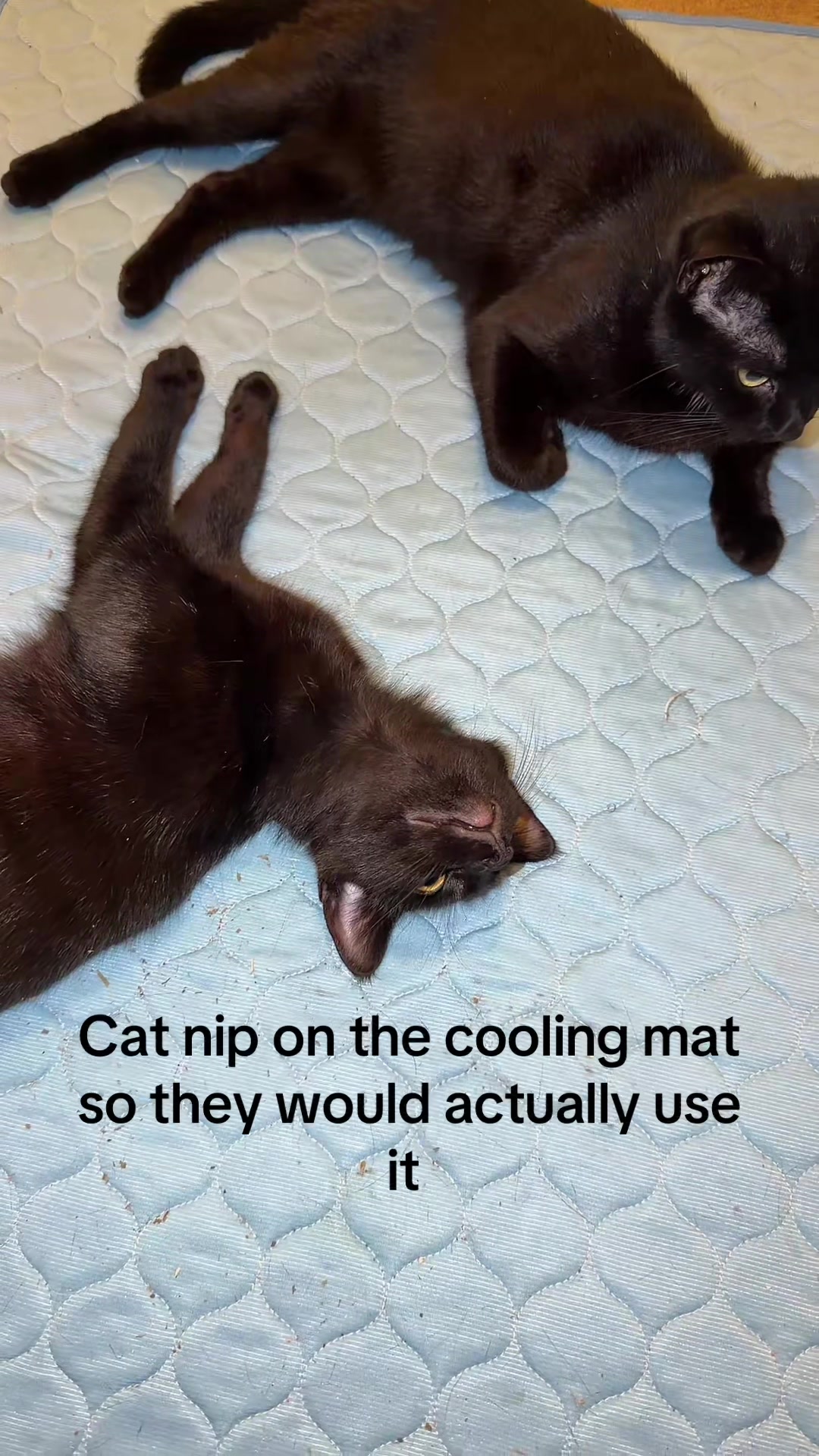 @Kay / Kat