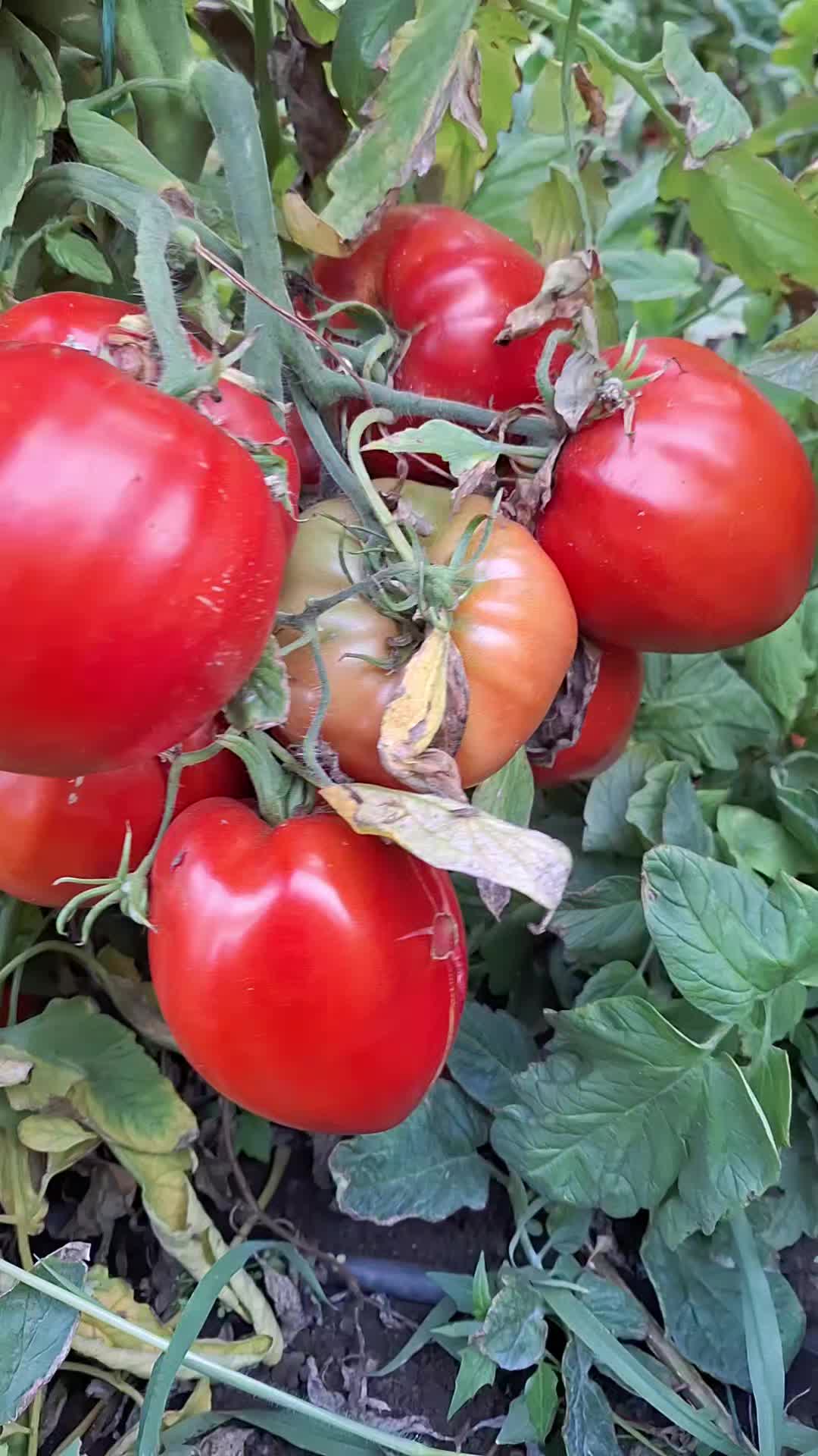 @Gradina Olteanului Enciu Doru