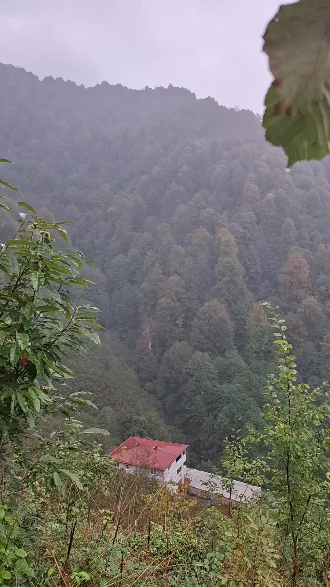 @nesibe Zengin ünlü