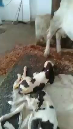 @طبيب بيطري و أفتخر