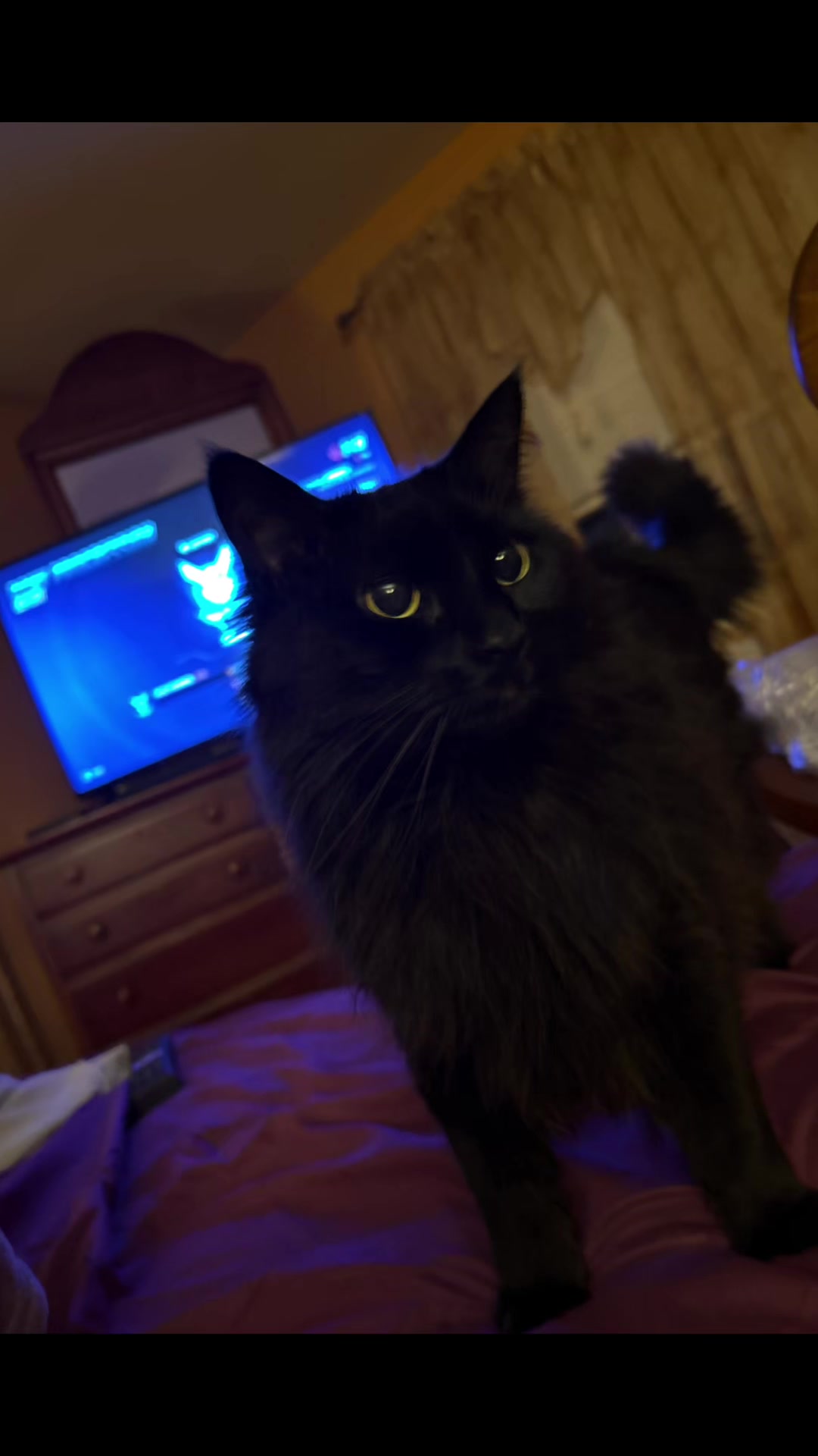 @NICO NATION 🐈⬛