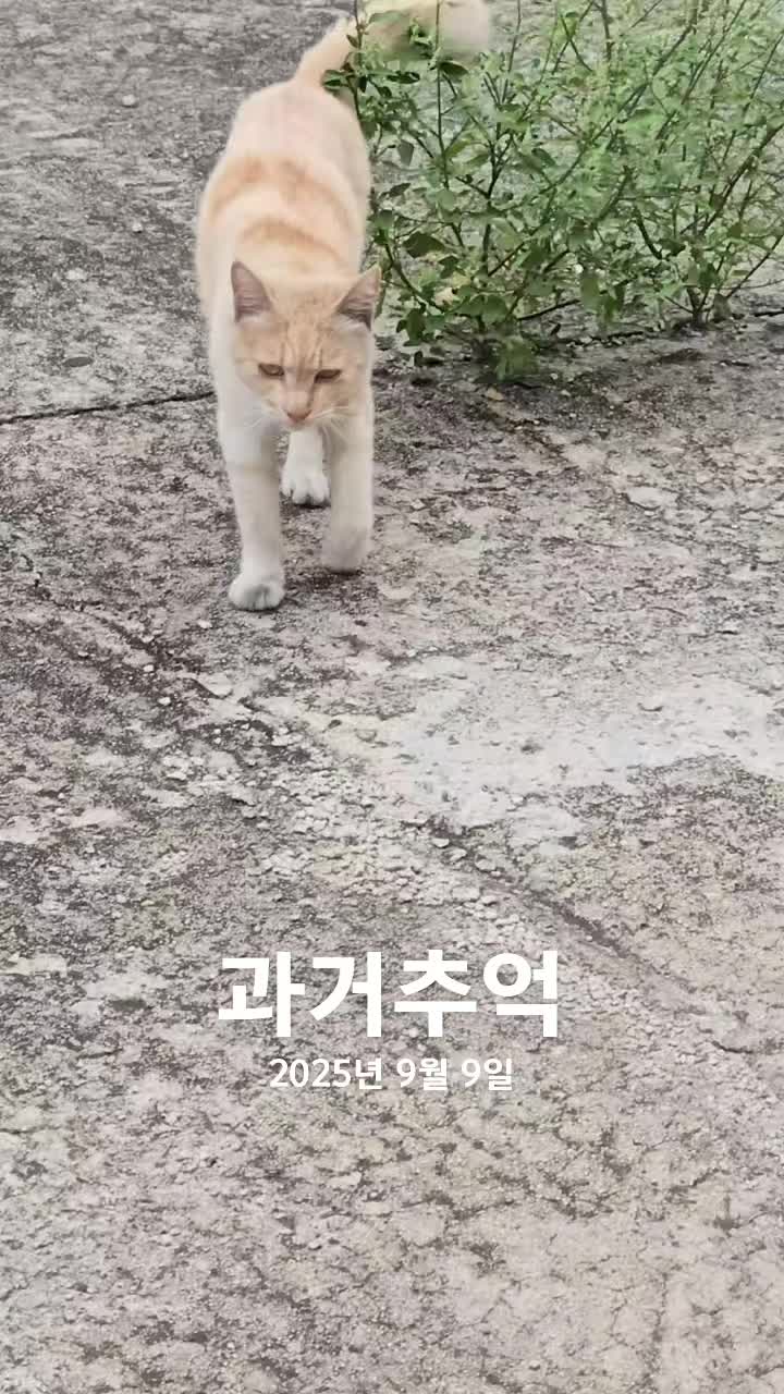 @고양이 형아
