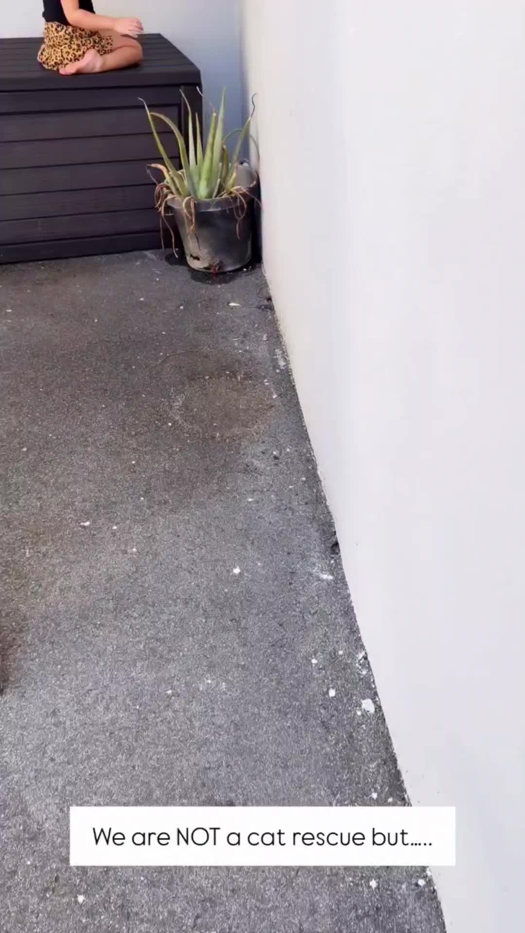 @Pets Mania
