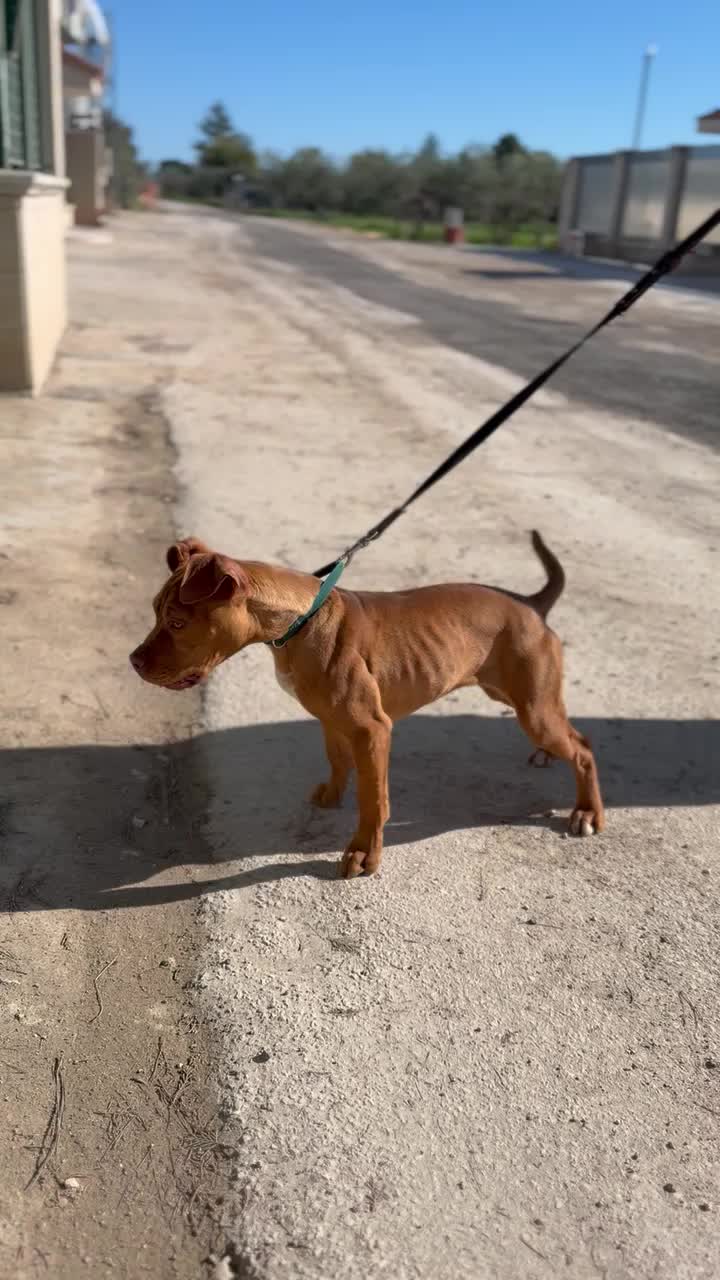 @Raoul's apbt
