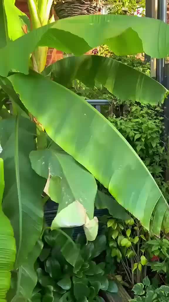 @Ravikumar