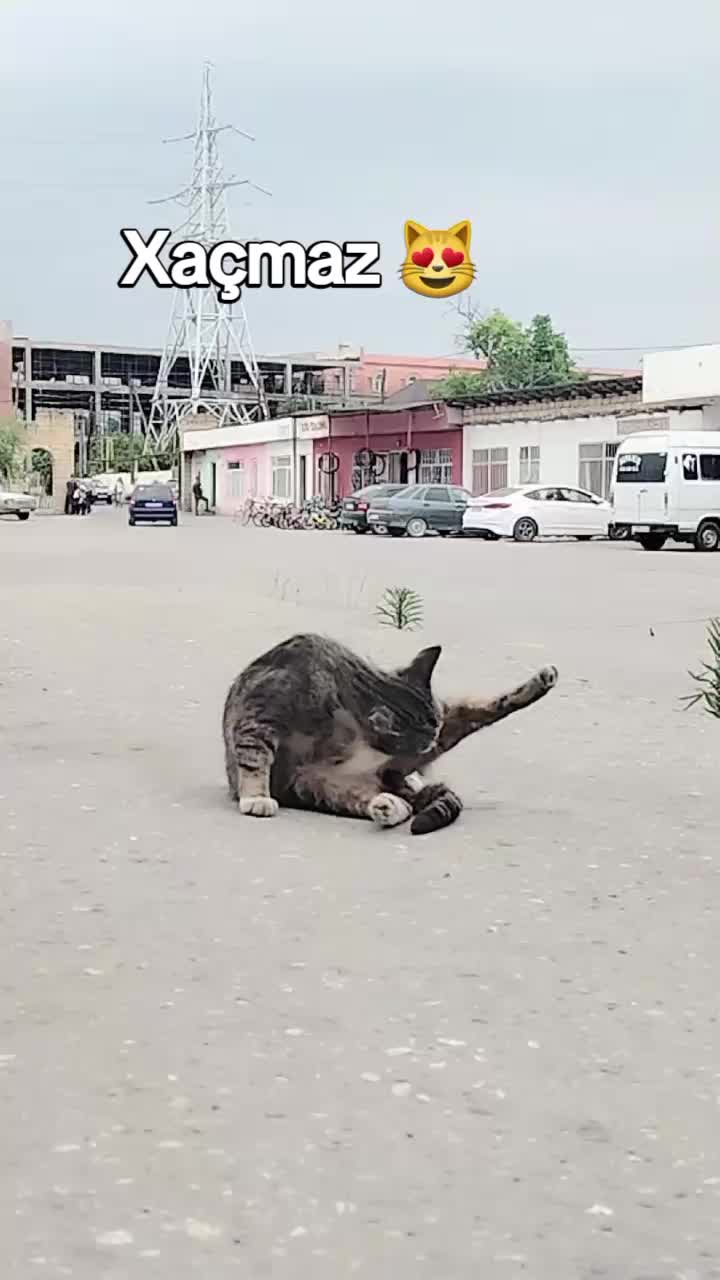 @tənbəl.panda
