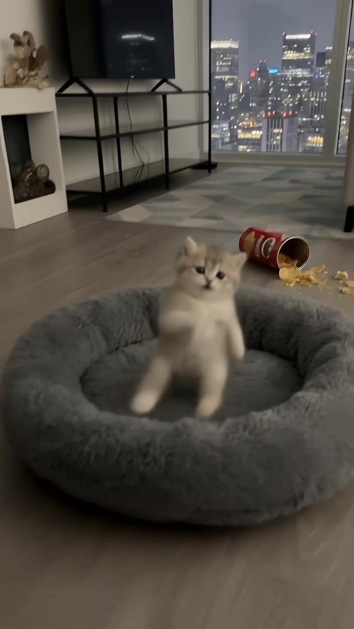 @meowmaxxers