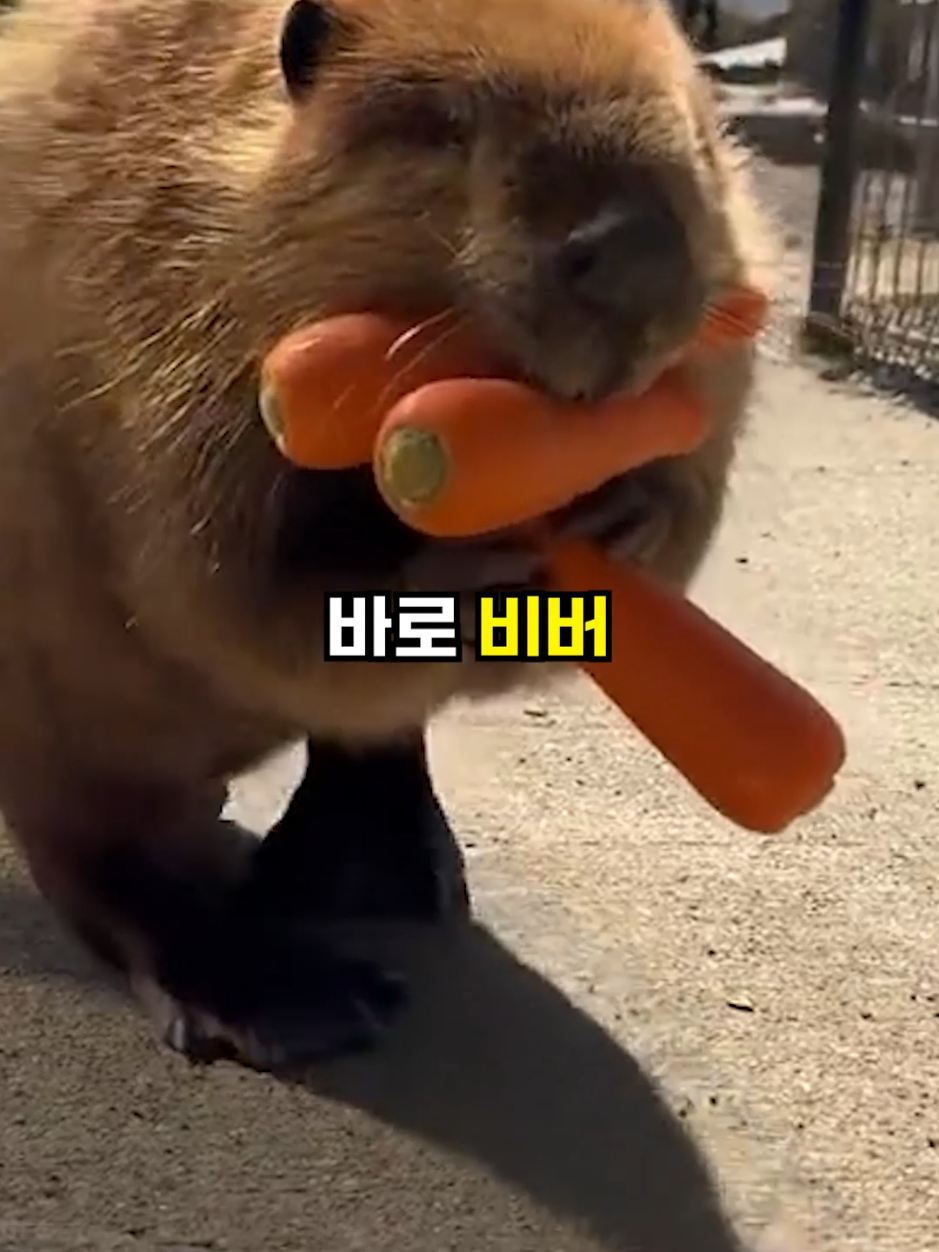 @뚝딱 상식 뚝배기