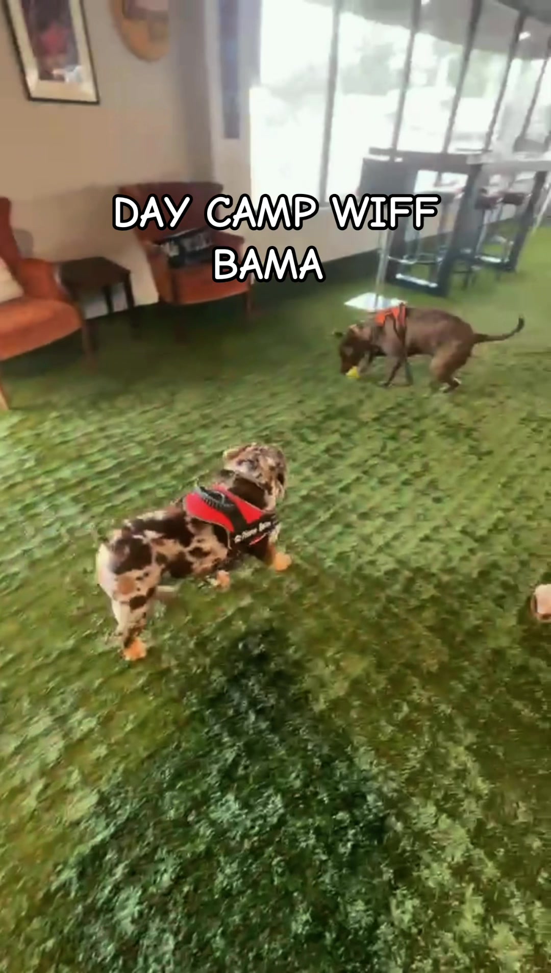 @barkleythabulldog