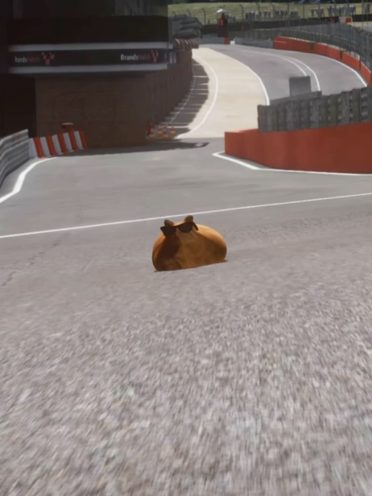 @Pablo the Race Cat