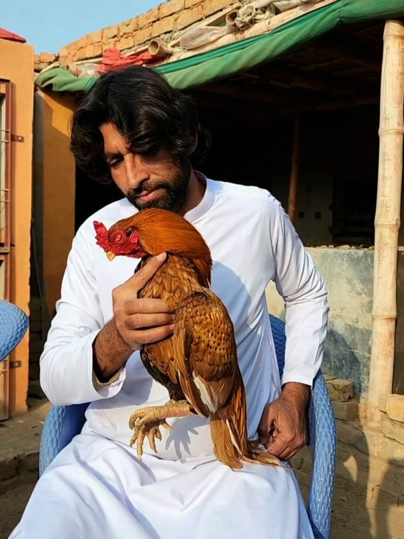 @Sajjad Aseel Farm