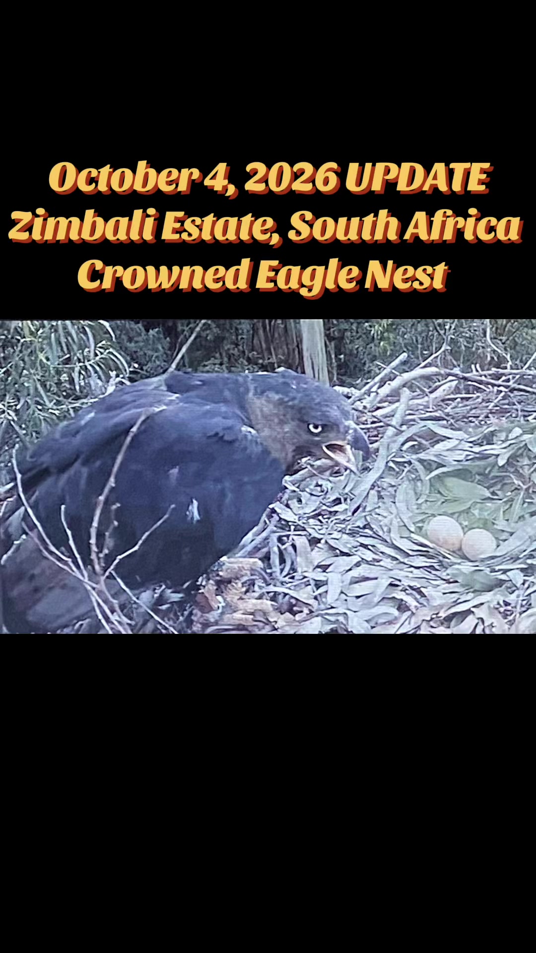 @feathery_friends_family