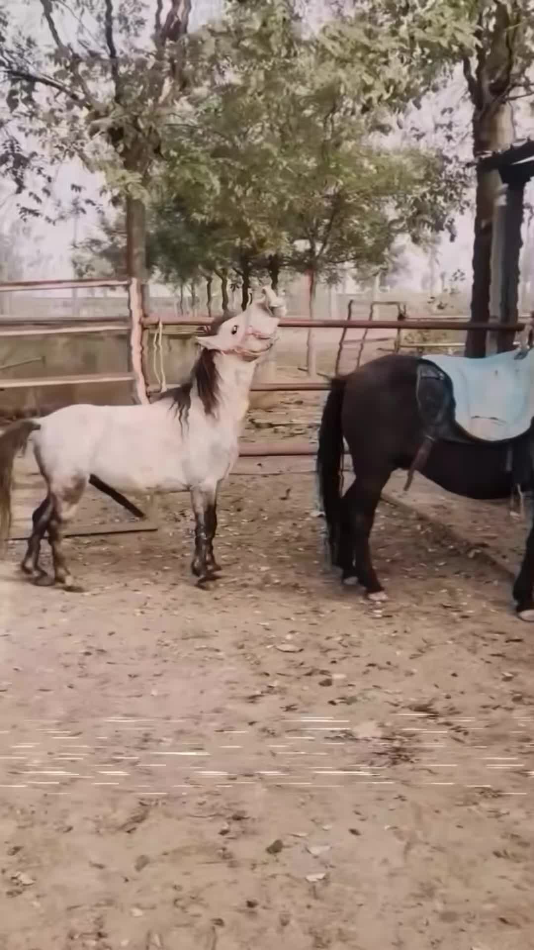 @DilKiPyas