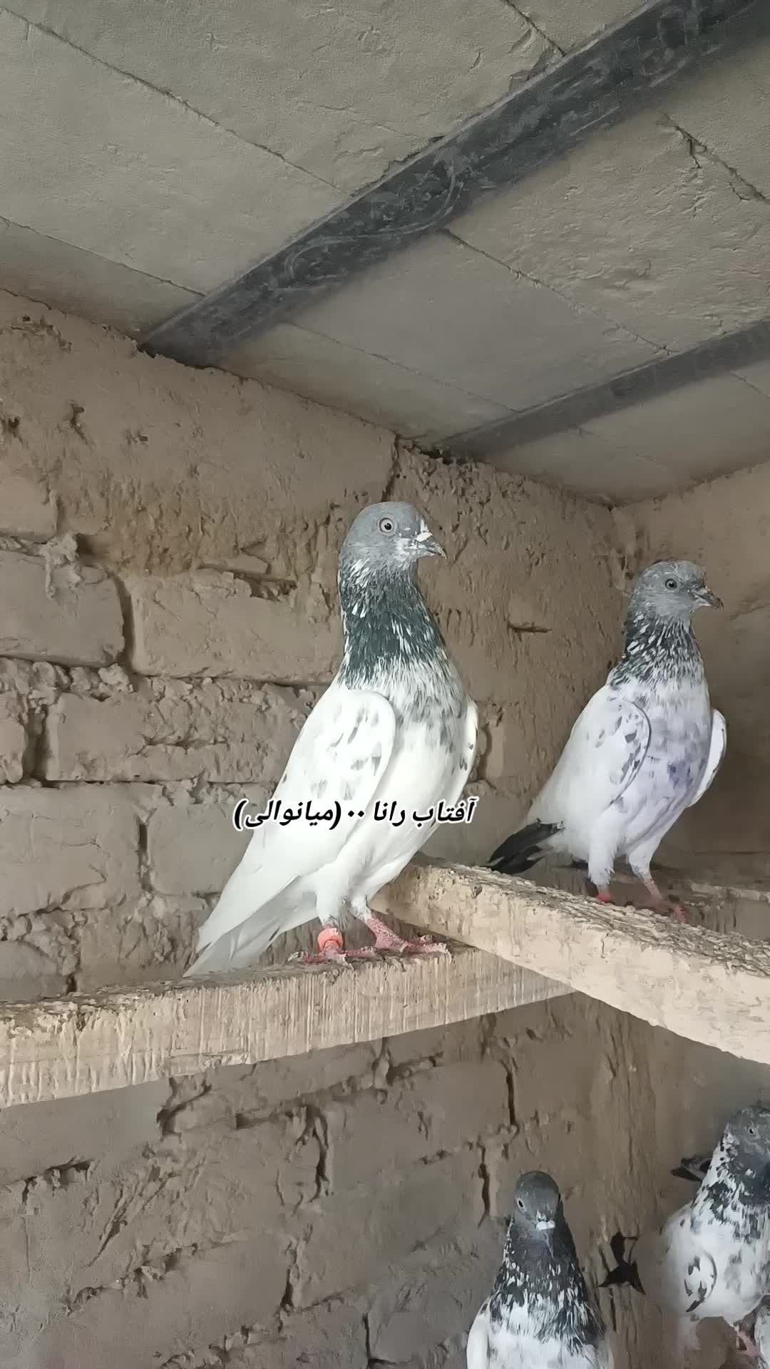 @آفتاب رانا۰۰(میانوالی)