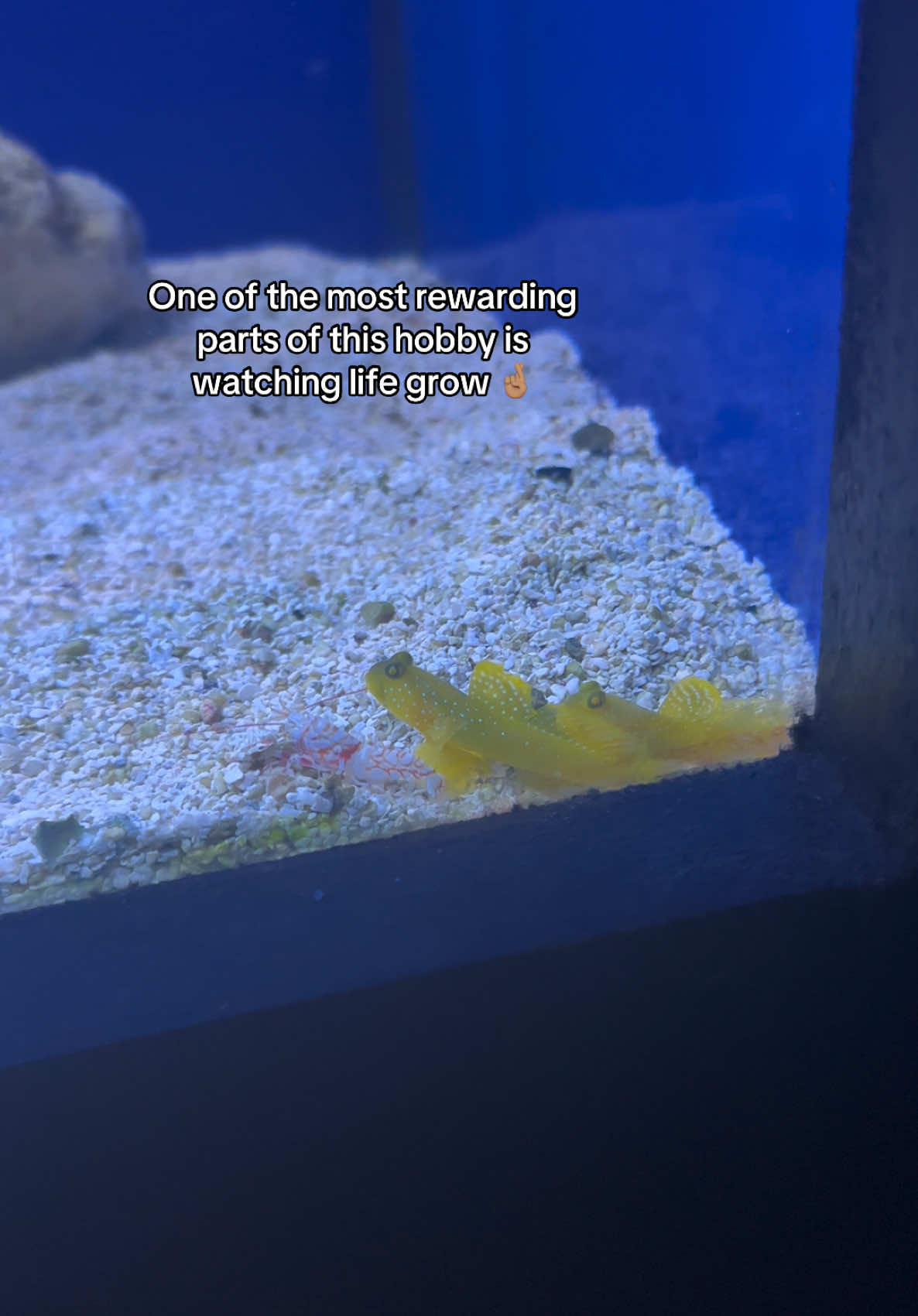 @ReefSync