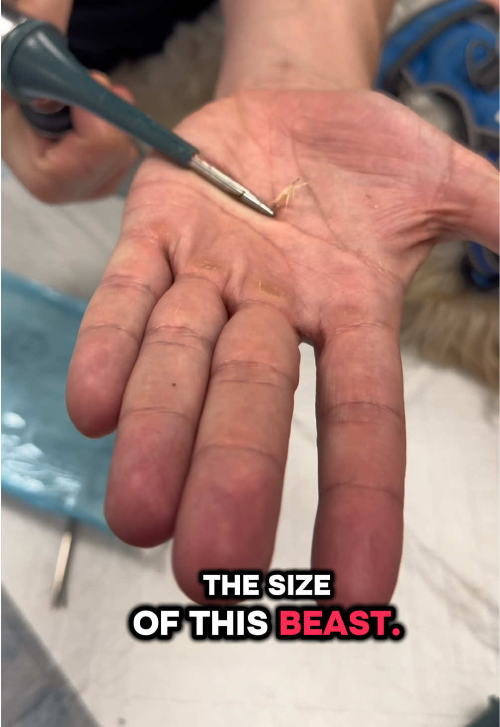 @Tomasthevet