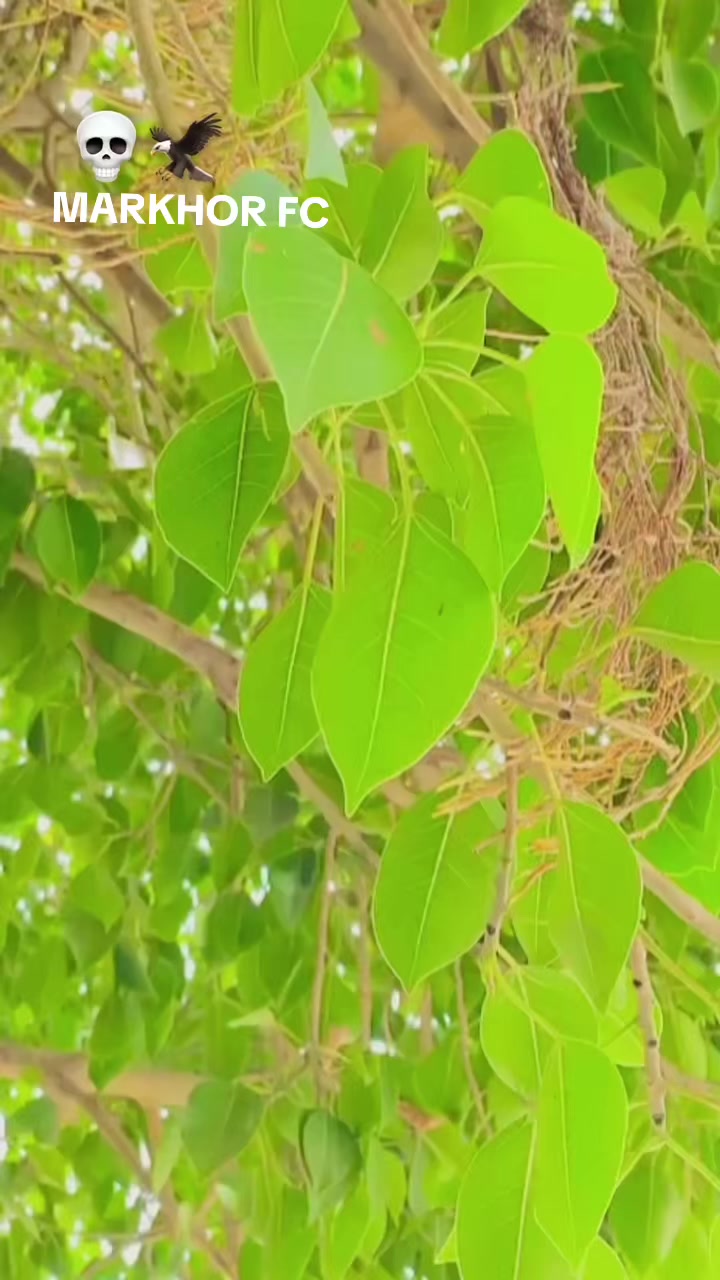 @ཧᜰ꙰ꦿ➢ṨᾋἬἿĿ ЈȒ337 ༒