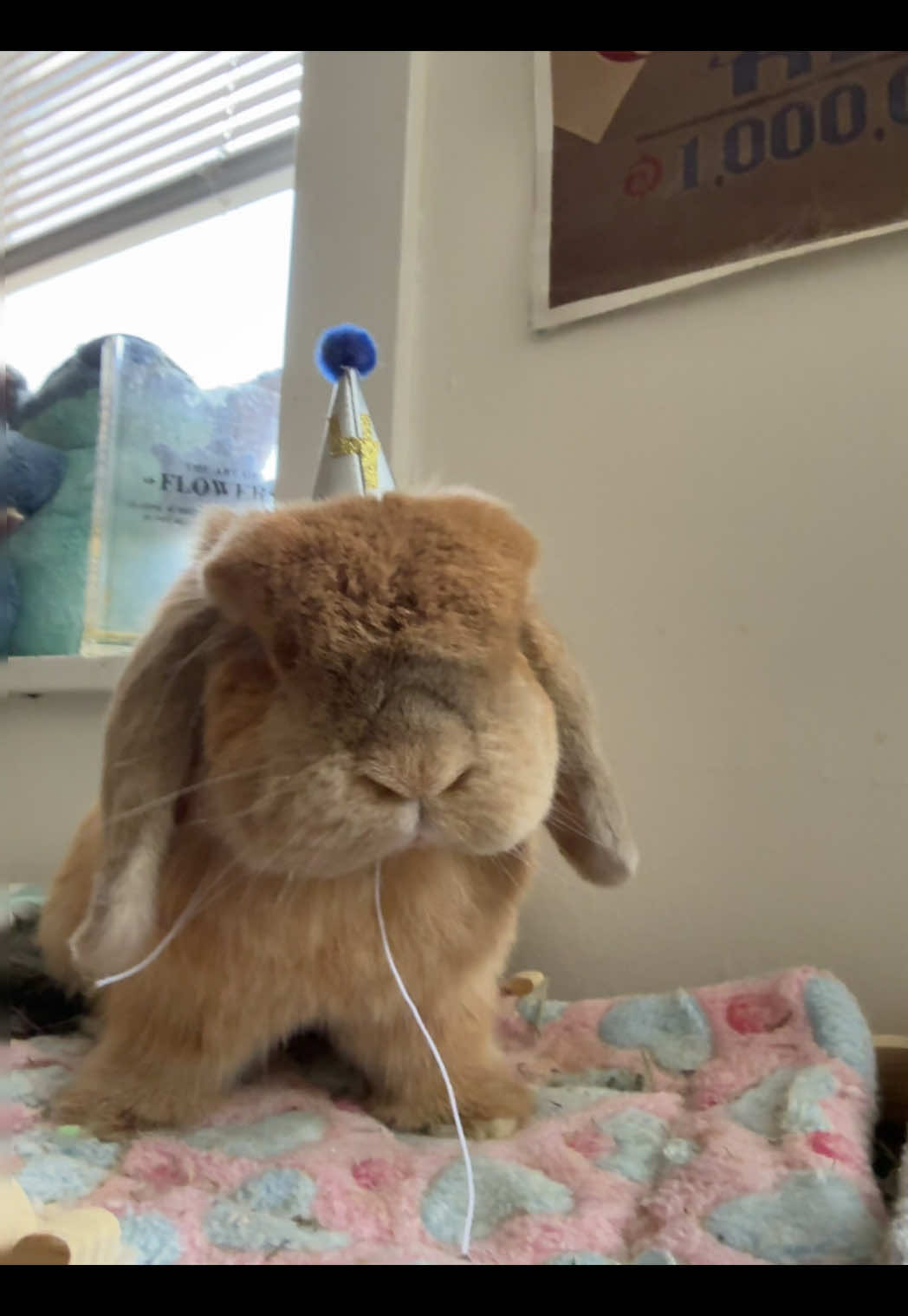 @Otis the Bunny