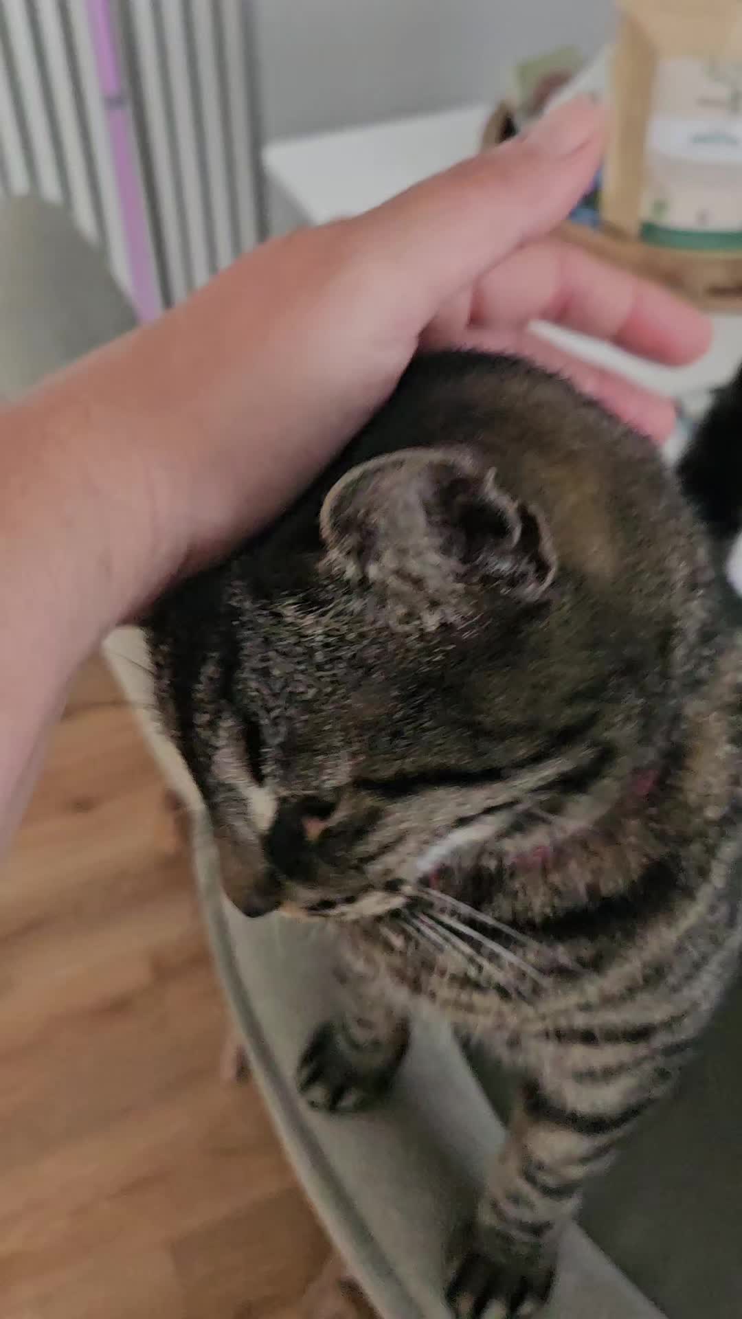 @CatmanScoop