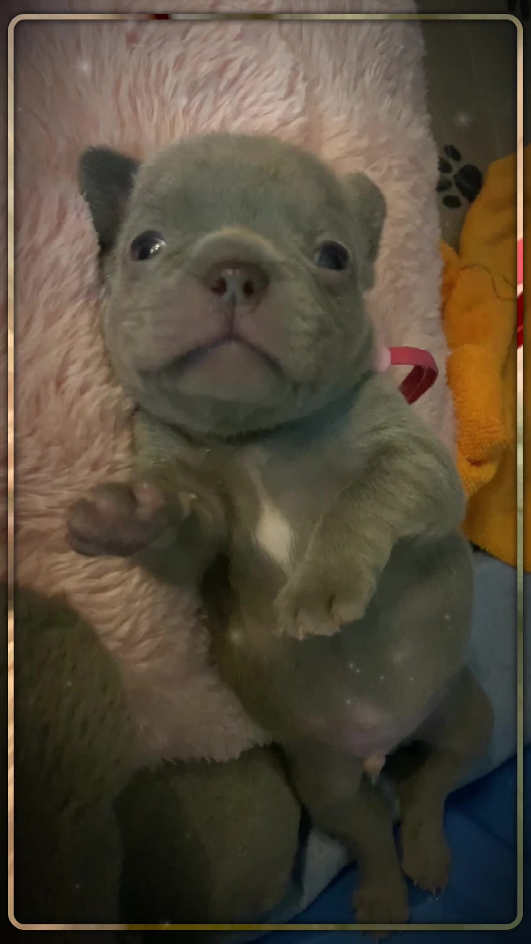 @Flyazz Frenchie Papa