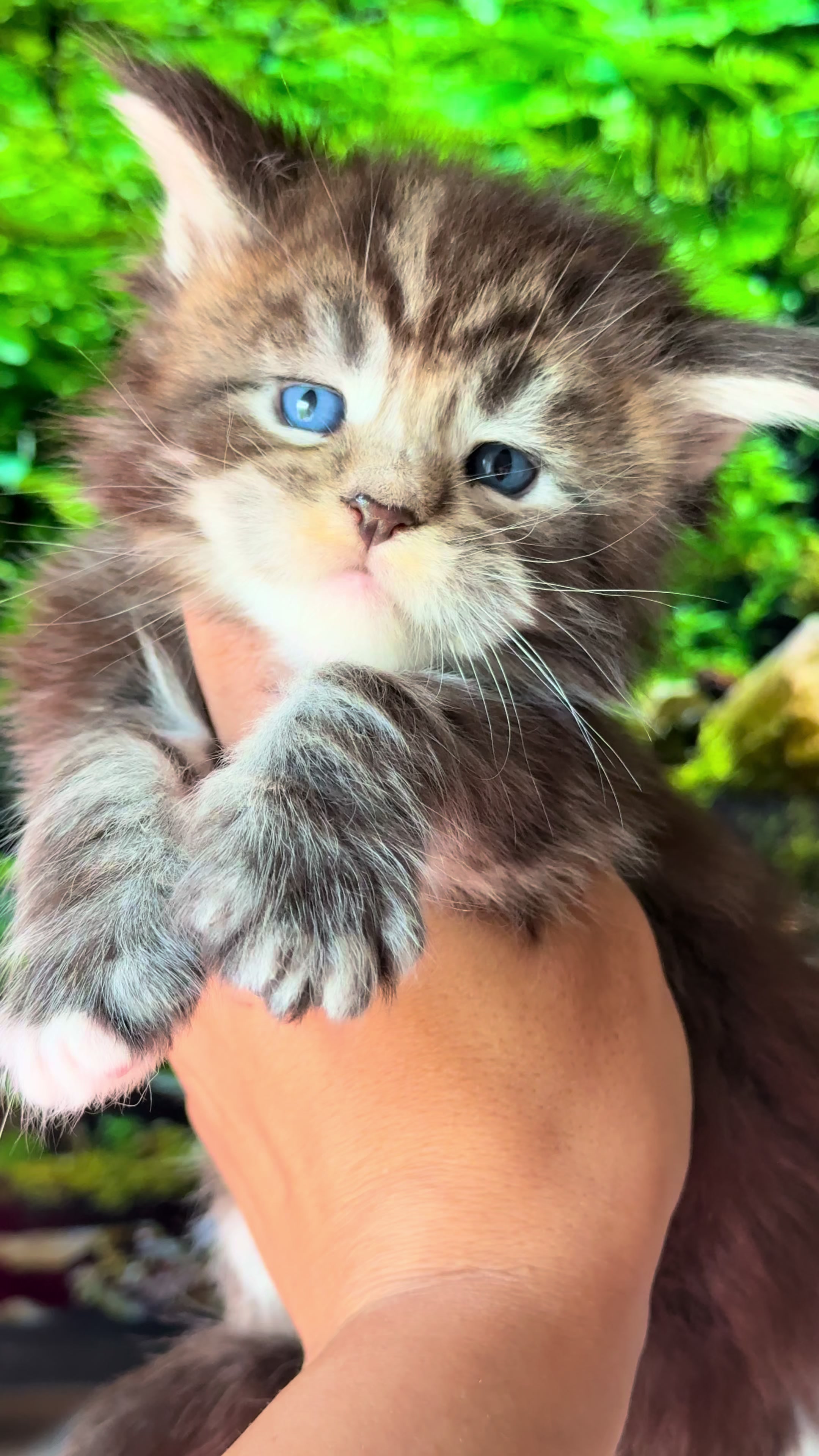 @WilderRegenbogenMaineCoon