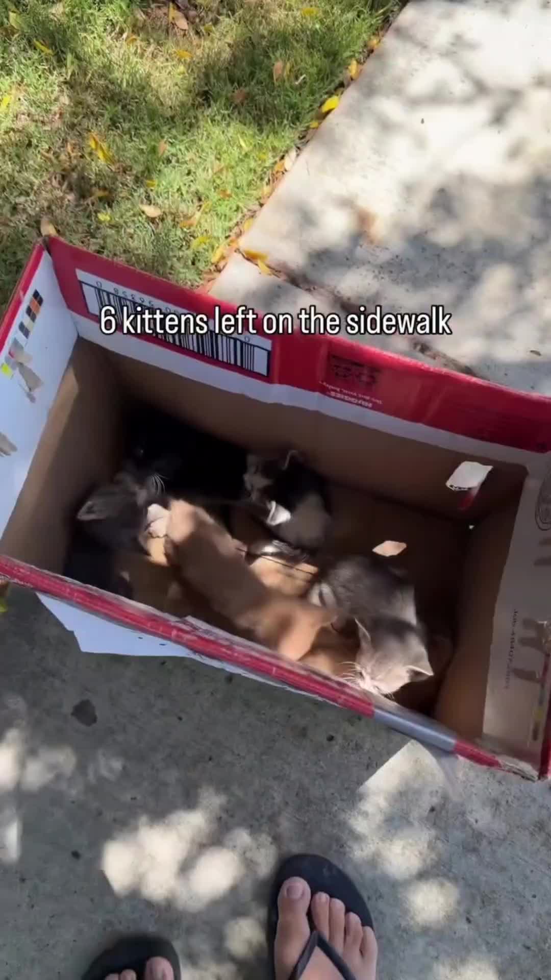@Pets Mania