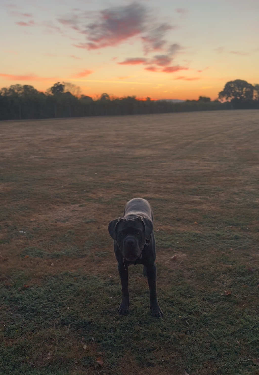 @murphy_the_cane_corso