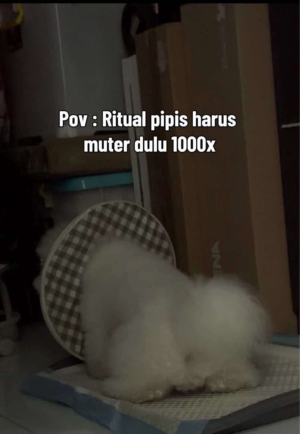 @Donut The Bichon