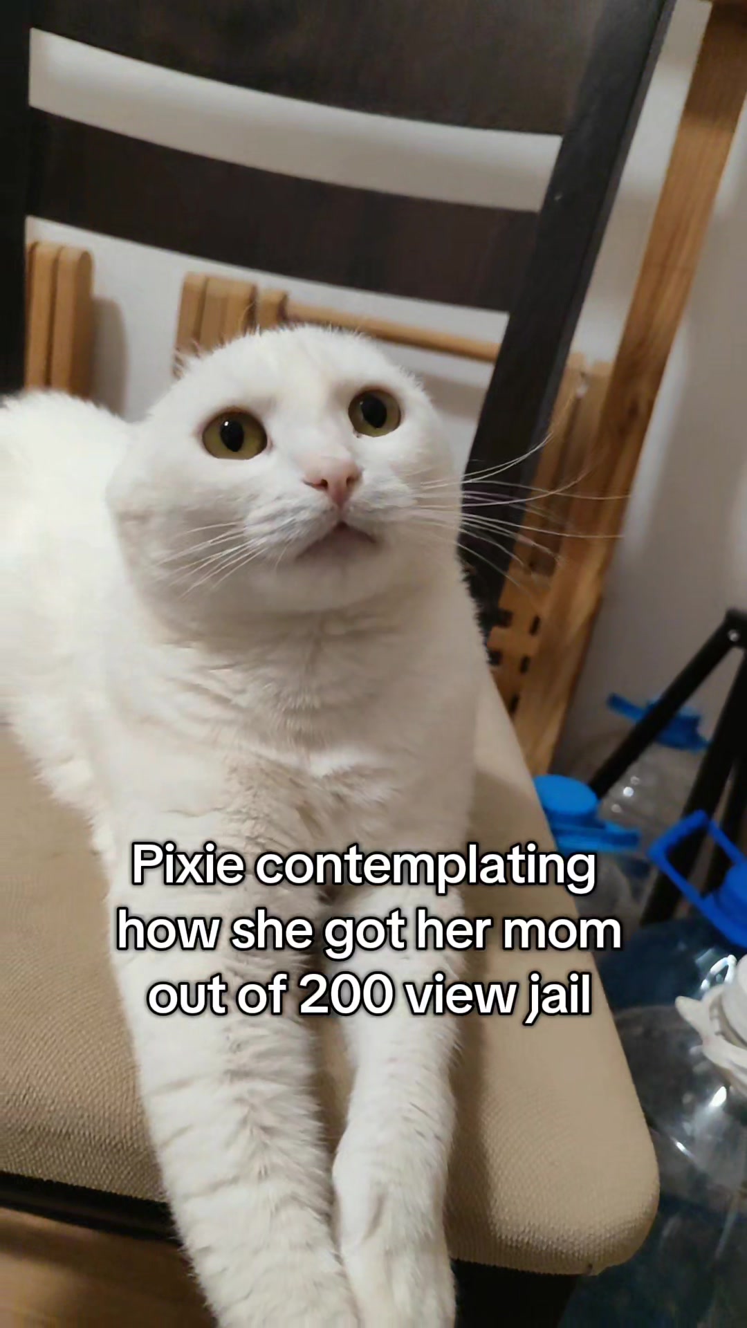 @Fluffy and Pixie