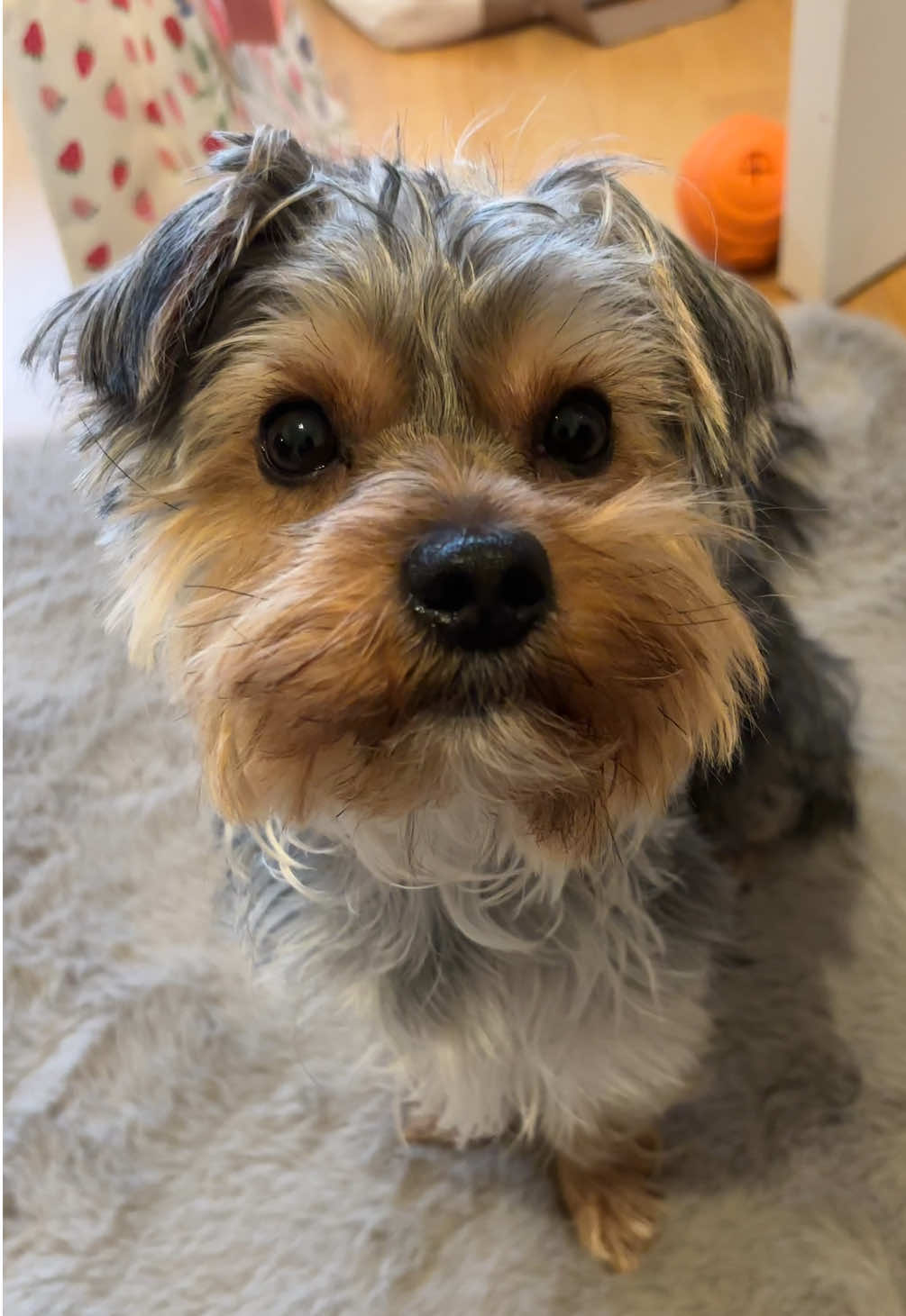@Benjie the Yorkie