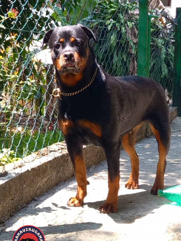 @Ranavirugama Kennel