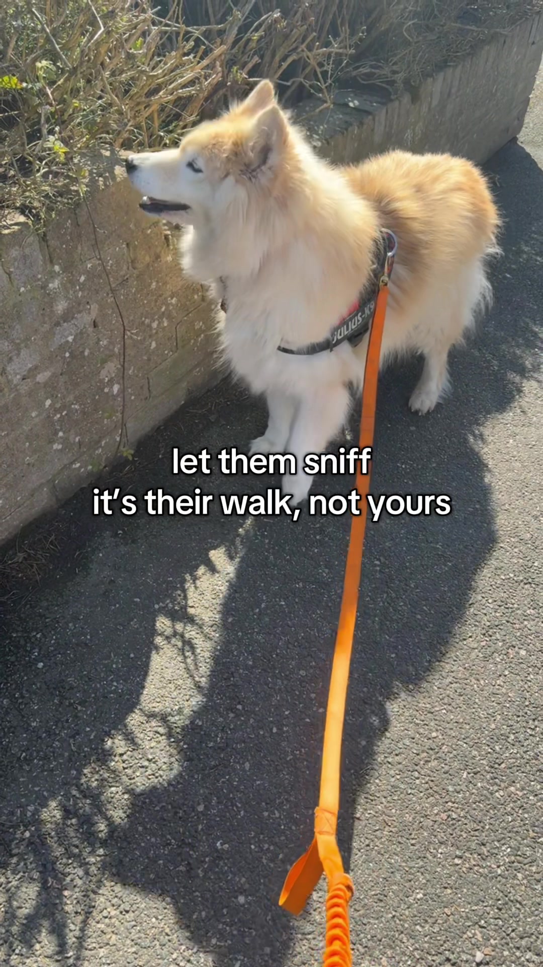 @Paws & Unwind | dog walker