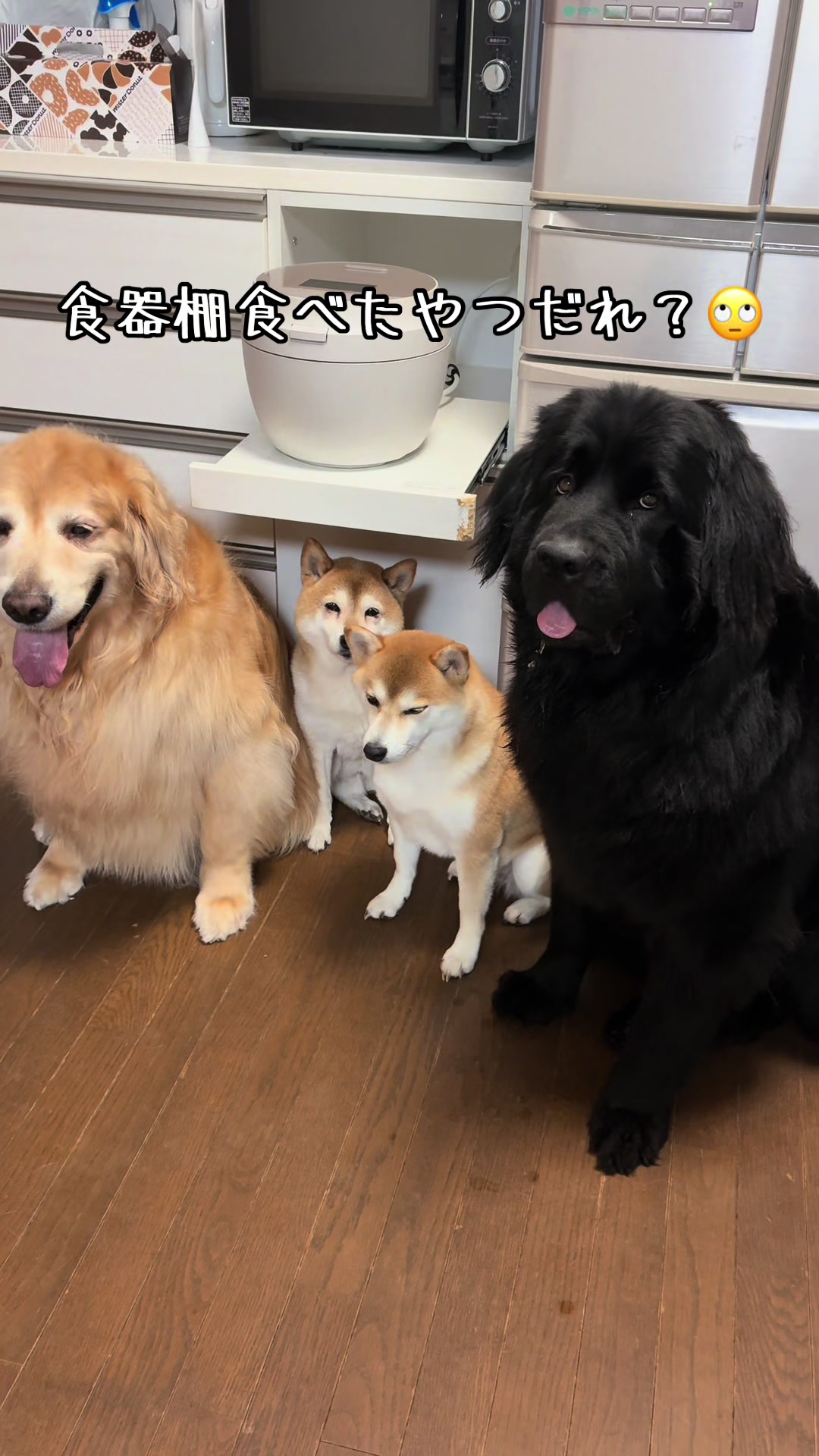 @ムックパパ🔶🐾