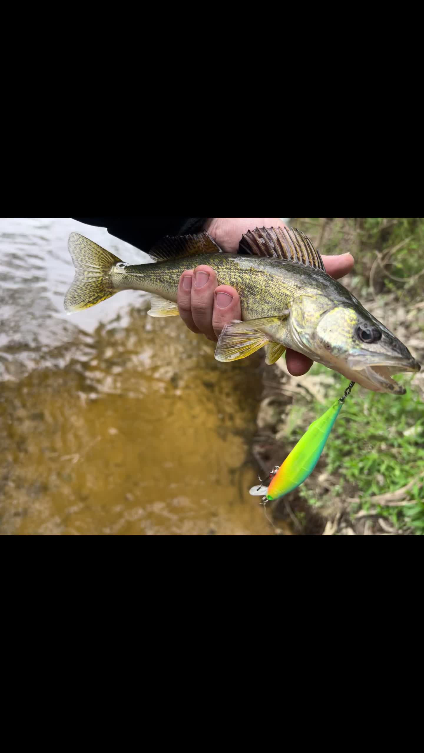 @ReelMichiganAnglers