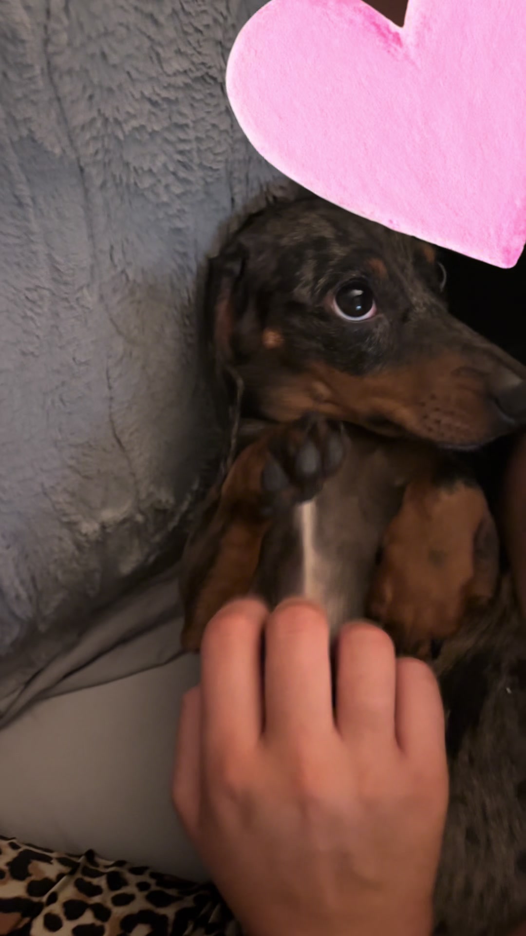 @mylittlesausagebella