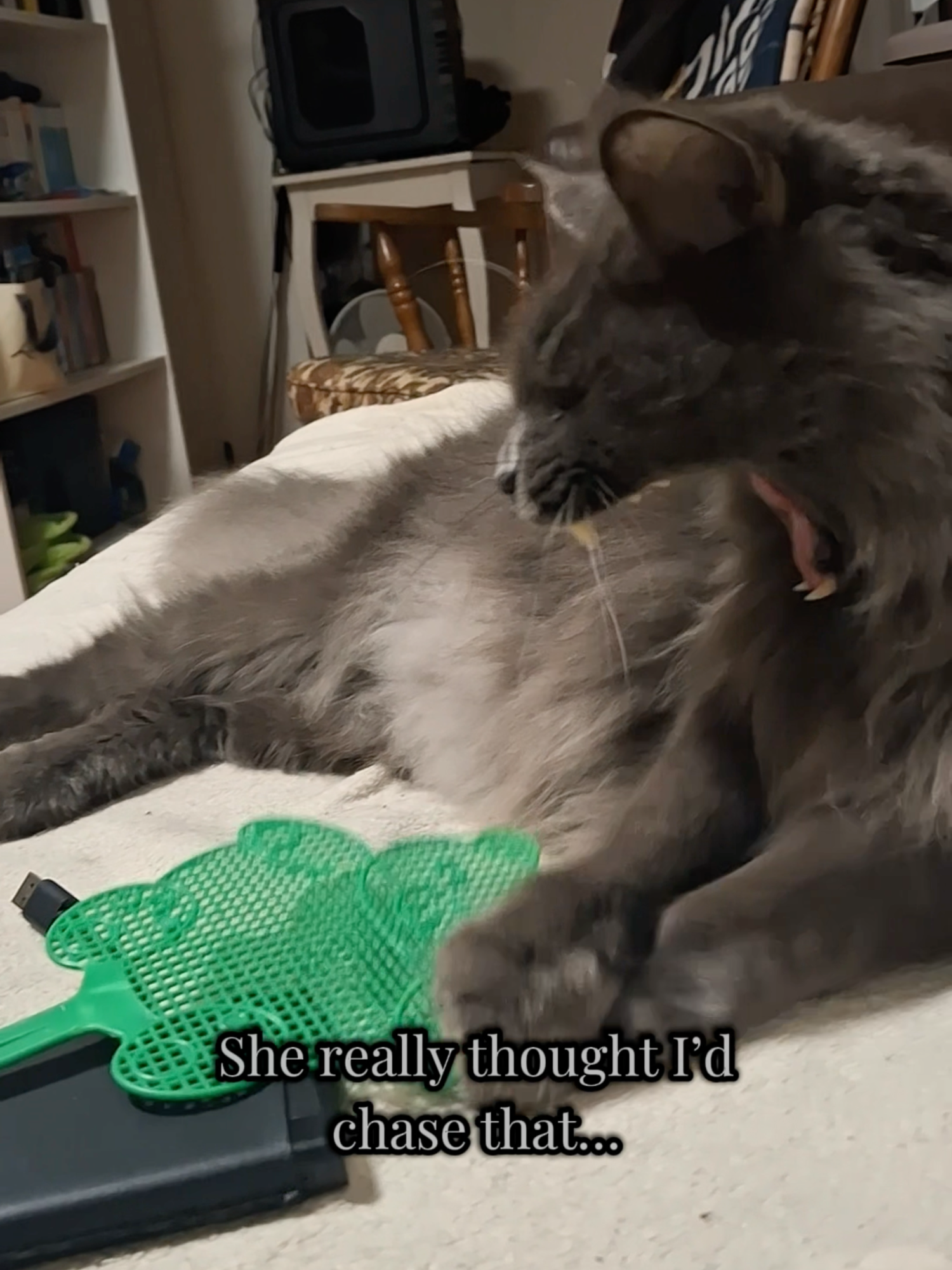 @Manny der Strizzikater